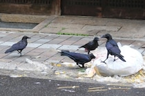「カラスは害鳥だから殺していい」は誤り…鳴き声に悩んで7羽殺傷、農薬入りパンまいた男性書類送検
