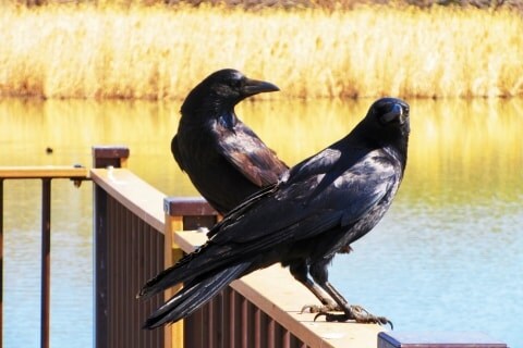 カラス捕獲トラップの設置場所はどこ？東京都が「情報開示」認めず…バレると「破壊され、誹謗中傷のおそれ」