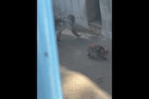 「胸が締め付けられる」パンチくん育児放棄に涙、人間なら何罪？