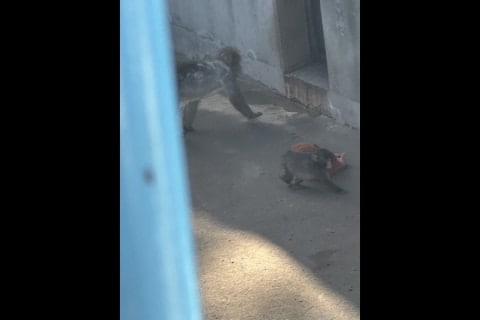 「胸が締め付けられる」パンチくん育児放棄に涙、人間なら何罪？