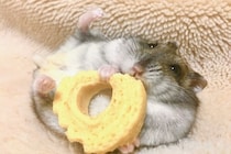 ハムスター「飼っていい」と言われたのに…更新時に「敷金1カ月上乗せ」は拒否できる？