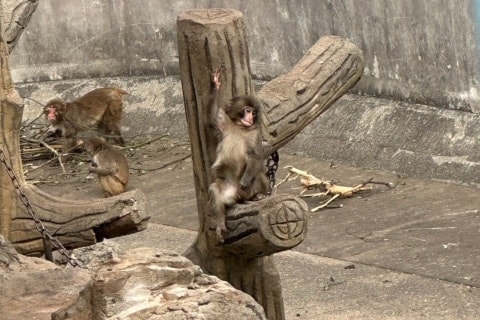 「ちょっかい出すな！」パンチくんをいじめる？サルに舌打ち　人気の影で偽アカウントも続出