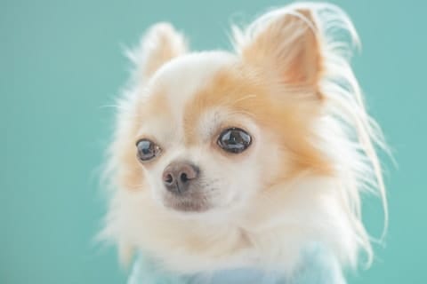 「死刑でいいだろ」チワワを川に投げ捨て死なせた暴力団員に厳しい声…それでも“殺人罪”に問えないワケ