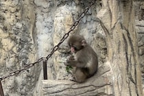 人気の子ザル「パンチくん」無断グッズは違法？　動物園は契約否定、弁護士の見解は