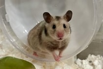 「野生化してる？」大阪の公園でハムスター10匹発見、保護団体「捨てられた可能性が高い」