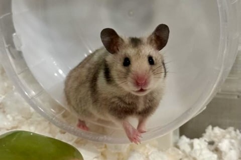 「野生化してる？」大阪の公園でハムスター10匹発見、保護団体「捨てられた可能性が高い」