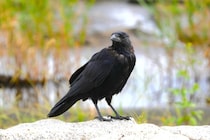 ラプンツェルの髪をカラスがむしる？ディズニーシーで撮影動画が拡散、運営会社「来園者被害なし」