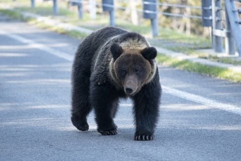 「東京の霞が関にクマが出た」級の衝撃、青森中心部で目撃相次ぐ…ねぶた祭は安全対策検討