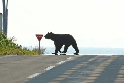「人の生活圏」でクマの目撃相次ぐ…文科省と環境省、学校に通学路点検や危機管理マニュアル見直し求める