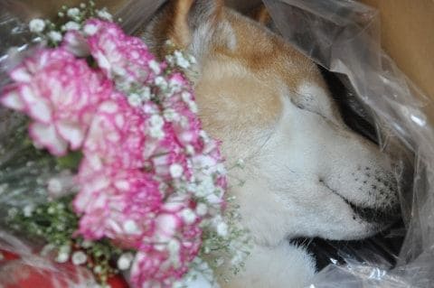 被害者の飼い犬も犠牲か…栃木強盗殺人事件で浮上した「動物愛護法違反」、ペットを殺すとどんな罪になる？