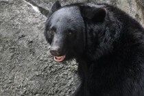 クマが怖いので「在宅勤務にしたい」は認められる？ 宇都宮など都市部にも出没でSNS反響…働き方にも影響か