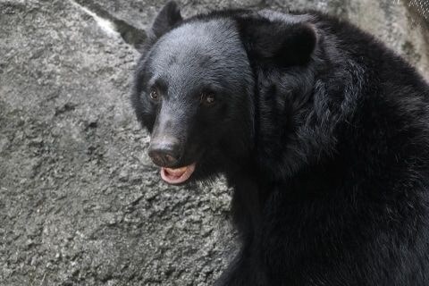 クマが怖いので「在宅勤務にしたい」は認められる？ 宇都宮など都市部にも出没でSNS反響…働き方にも影響か