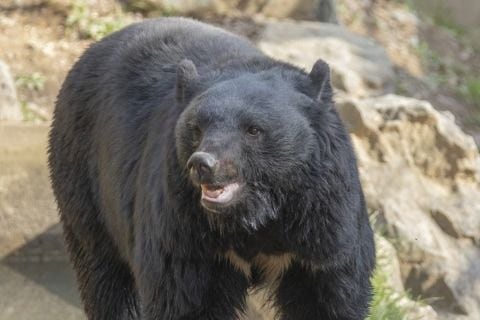 クマを「溺死」させて駆除、町役場に1週間「抗議」殺到…なぜ銃を使えなかった？岩手・雫石町が明かす背景