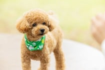 「安すぎ」の声も　愛犬を他人の飼い犬にかみ殺された賠償額は35万5千円　なぜその額に？　弁護士が解説