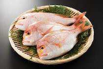 【医師監修】妊娠中のキダイ（レンコダイ）は食べていい？それともダメ？