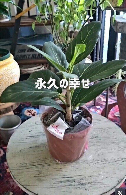 出典：Instagramアカウント「cynos._.5820」