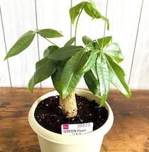 ダイソー「やっと見つけた」「まさかの出会い」コスパ最強！プチプラ観葉植物5選