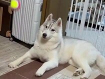 ハスキー犬の兄、運動神経が悪そうなボール遊びの様子に「何か愛きょうがある」6.9万件の「いいね」が集まる