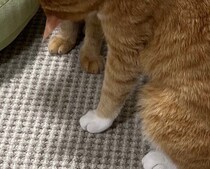 にゃんこがにゃんこにまさかの“カツアゲ”!?肩に前足をかけて、顔をのぞきこむ姿が「もうそれにしか見えない」と話題に！