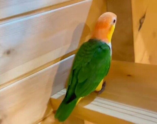 階段を上るのに、「羽を忘れたインコ」が話題に!一段一段、健気に上る姿に、2.2万いいねと「無限に見ていられる」の声