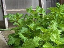 「軽い気持ちで育てちゃいけない」シソがもつ脅威の生命力に20万いいね。たった1株から庭いっぱいの森へ