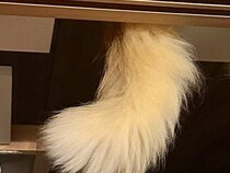 ネコちゃんが天井から生えている!?「ホラーだ」「忍者!?」クセ強な出迎え方に飼い主さんも「変な声出たわ」