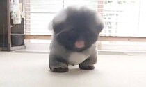 まるで“行き倒れ”!?飼い主の方に歩いてきたペキニーズが途中で伏せちゃう動画に2.8万いいね！あまりのかわいさに、「涙が出た」の声も