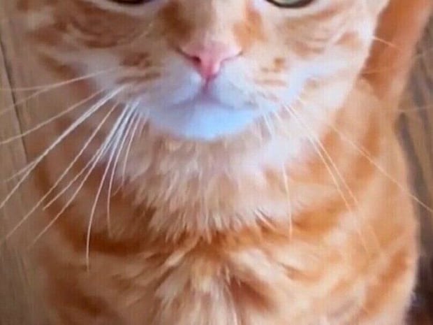 まるで別人ならぬ”別猫”！表情のオンオフが激しすぎるネコちゃん「そのギャップもまた魅力」と人々を魅了