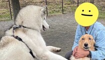 グイグイと歩み寄るハスキーと引き気味なゴールデンレトリーバー。かわいい2匹のやりとりに17.8万件いいね