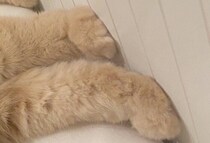 「頭隠して、足隠さず」布団から“足だけ”出すにゃんこが話題に！思わず触りたくなるモフモフのあんよに、飼い主のみならず3.9万人が悶絶！