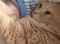 「なんか息苦しいなと思ったら」お昼寝中、愛猫に鼻と口をふさがれた!?そのかわいすぎる理由に、思わず胸まで苦しくなる！