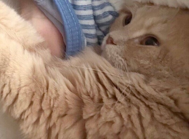 「なんか息苦しいなと思ったら」お昼寝中、愛猫に鼻と口をふさがれた!?そのかわいすぎる理由に、思わず胸まで苦しくなる!