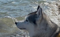 凛々しい表情で海を見つめるハスキー犬。「救助犬ですか？」と聞かれるも、「いえいえ、泳ぎは苦手です」!?かっこいい見た目とのギャップに、7.6万人が胸キュン！