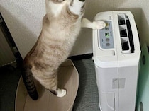 遊んでいるぬいぐるみを洗濯したら！文句を言うように鳴き、救出しに来た猫の姿に「必死でかわいい」の声