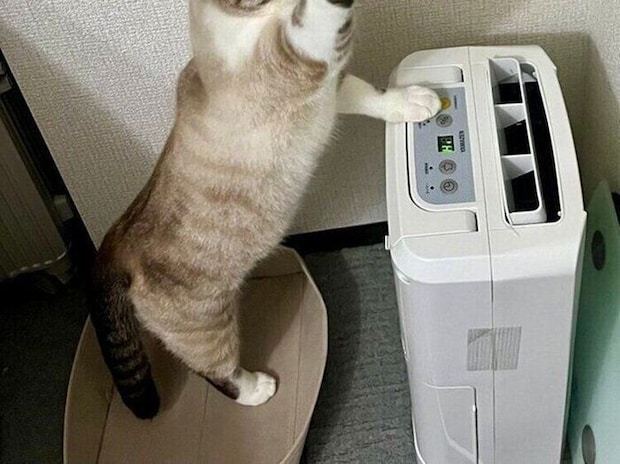 遊んでいるぬいぐるみを洗濯したら!文句を言うように鳴き、救出しに来た猫の姿に「必死でかわいい」の声