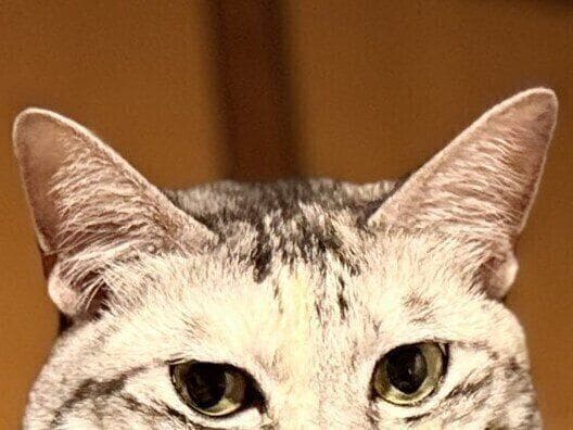 マットレスがキャットタワーに変身!掃除中の飼い主さんをドヤ顔で見守る猫ちゃんがかわいくて癒やされる