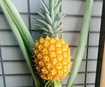 ベランダで自家栽培！4年半諦めずに育てあげたパイナップルに「愛おしいですね」「尊敬します」の声