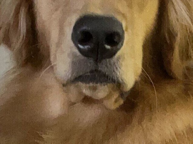 クールすぎ!飼い主さんの体調不良に見せた愛犬の反応がほほ笑ましい「やさしくされると期待していたのに」