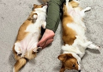 「コーギーがたくさん落ちている家」に注目！5匹のわんこに囲まれて眠る至福の瞬間に5.2万人がほっこり&羨望の眼差し