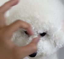 手で丸を作り「鼻！」と声を掛けると、鼻を勢いよく入れるビション・フリーゼ。可愛い芸に「ループでみていられます」