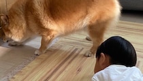 テレビ台の下に入ってしまったオモチャを取ろうと悩む、柴犬×ポメラニアンと1歳息子。その様子に「かわいい」の声