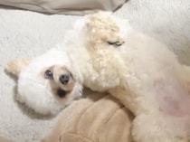 寝室に行く時間になると、立てなくなり抱っこを求めるトイプードル。その可愛さに「役者だね」の声