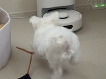 ロボット掃除機はお友だち！「清掃を始めます」の音声を合図に大喜びのわんこ。遊びに誘う姿がキュートすぎる