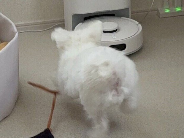 ロボット掃除機はお友だち！「清掃を始めます」の音声を合図に大喜びのわんこ。遊びに誘う姿がキュートすぎる