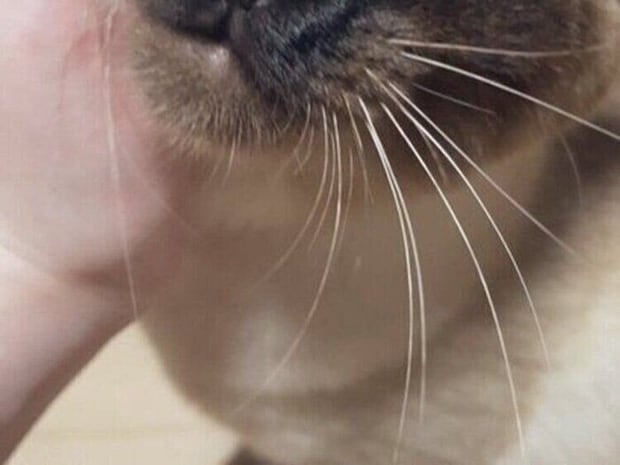 「パパは悲しい」夫婦が撮った愛猫の写真を比べると、表情が違い過ぎてクスッ！1.5万人が「いいね」で反応