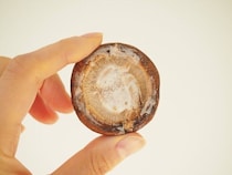 「しいたけ」は冷蔵庫に保存しちゃダメ!?野菜のプロおすすめの方法を試してみた