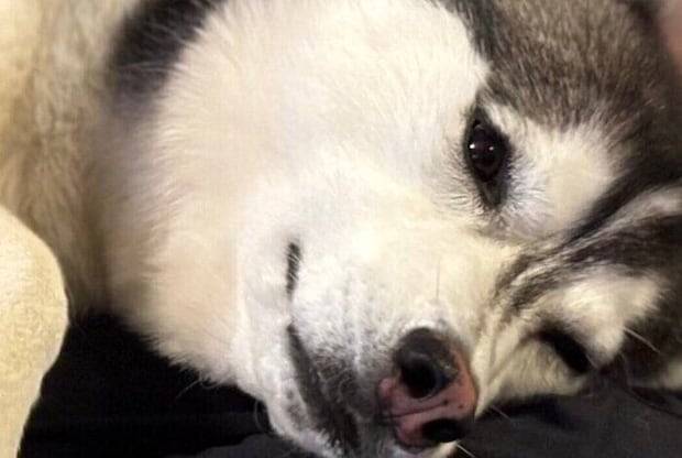 「犬って人間の上でこんなにくつろぐもの？」甘えん坊のハスキーが、まるで“赤ちゃん”のようだと話題に！かわいすぎて8.1万人の母性爆発