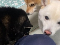 優秀な鑑識たちによる入念なチェック！猫カフェから帰宅した飼い主に対する柴犬の反応に「浮気の疑いがかけられている？」