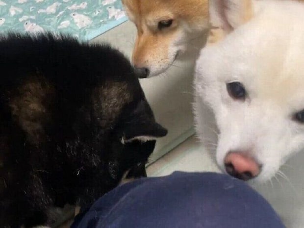 優秀な鑑識たちによる入念なチェック！猫カフェから帰宅した飼い主に対する柴犬の反応に「浮気の疑いがかけられている？」