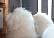 3歳娘を出迎えるモフモフ犬たち。玄関にぎゅうぎゅう詰めで待ち構える3匹に1.9万件のいいねと「愛が溢れている」の声